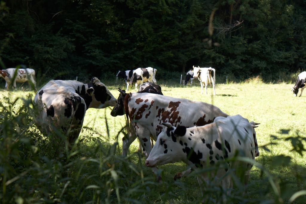 Maischeider Hof Kleinmaischeid Zewnętrze zdjęcie